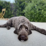 Entry image for Marley