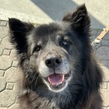 Entry image for Chow Mane