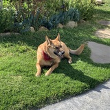 Entry image for Goldie