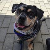 Entry image for Shorty