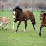 Entry image for Donkey, Dot Cero and Bucky