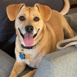 Entry image for Woof Bader Ginsburg 