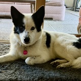 Entry image for Isabella 