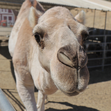 Entry image for Albert