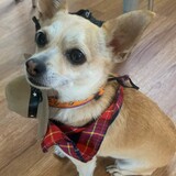 Entry image for Simba