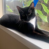 Entry image for Socks 