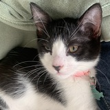 Entry image for Zelda