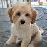 Entry image for Lilly