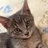 Entry image for Tabitha