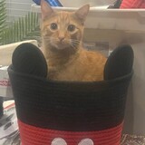 Entry image for Willow