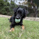 Entry image for Willie