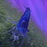 Entry image for Bluey & ED