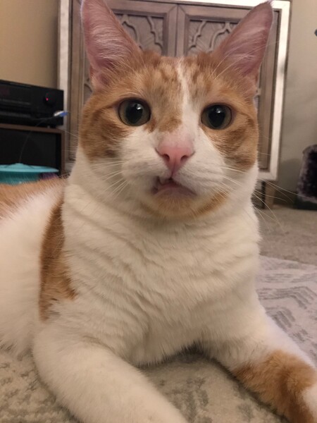 Romeo