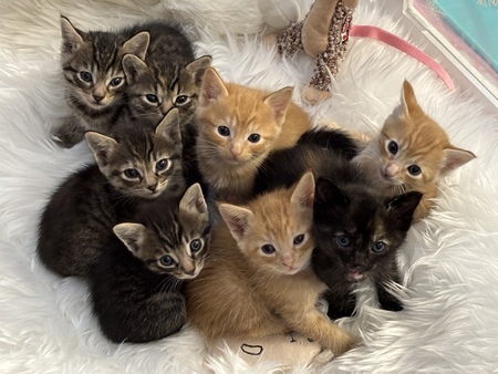 Yulia, Yolanda, Yukon, Yoda, Yesenia, Yam, Yulisa, & Yumi