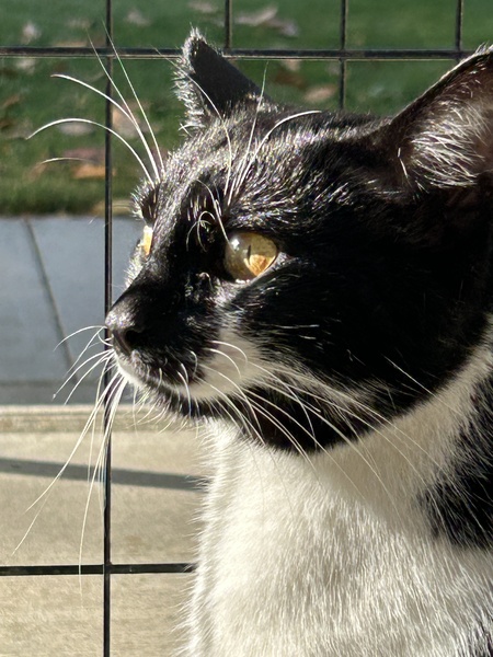 Pino