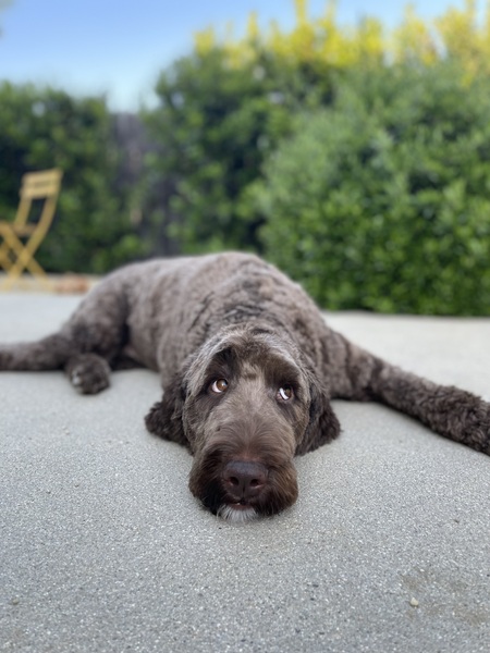 Entry image for Marley. Clicking this image will show a larger photo