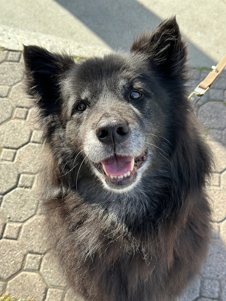 Entry image for Chow Mane. Clicking this image will show a larger photo