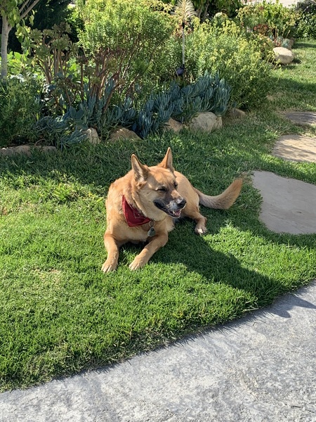 Entry image for Goldie. Clicking this image will show a larger photo