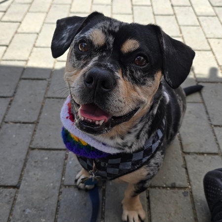 Entry image for Shorty. Clicking this image will show a larger photo