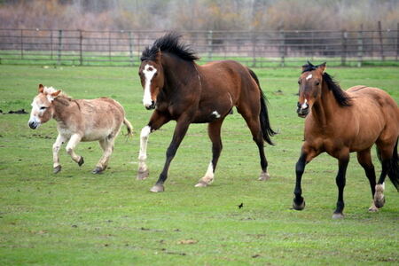 Entry image for Donkey, Dot Cero and Bucky. Clicking this image will show a larger photo