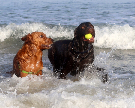 Entry image for Adelaide and Yona. Clicking this image will show a larger photo
