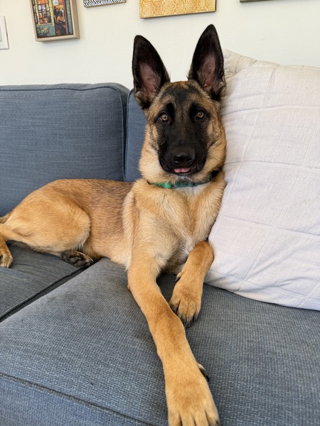 Entry image for Miles. Clicking this image will show a larger photo