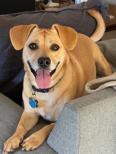 Entry image for Woof Bader Ginsburg . Clicking this image will show a larger photo