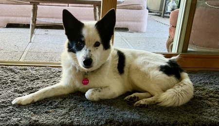 Entry image for Isabella . Clicking this image will show a larger photo