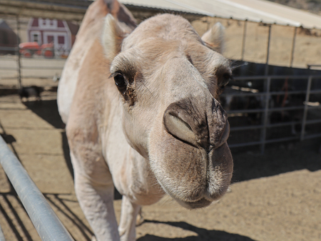 Entry image for Albert. Clicking this image will show a larger photo