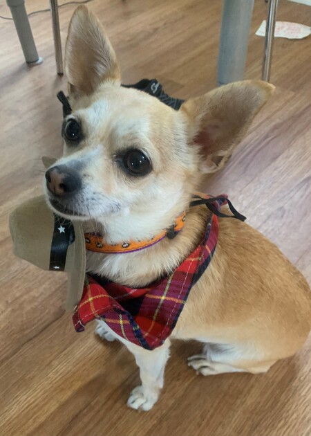 Entry image for Simba. Clicking this image will show a larger photo