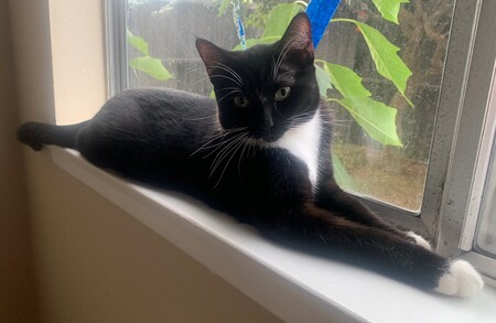 Entry image for Socks . Clicking this image will show a larger photo