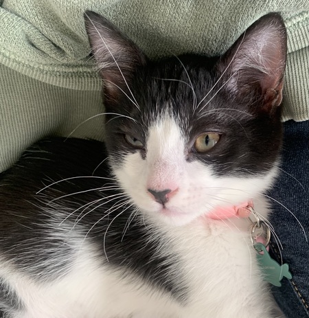 Entry image for Zelda. Clicking this image will show a larger photo