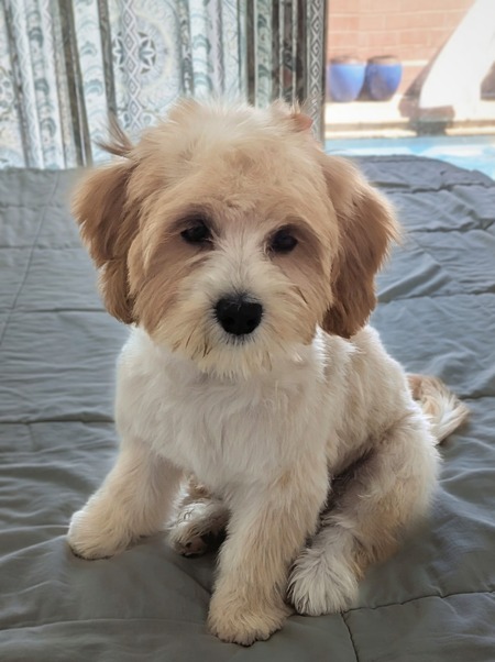 Entry image for Lilly. Clicking this image will show a larger photo