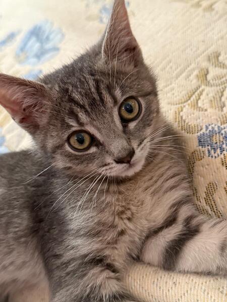 Entry image for Tabitha. Clicking this image will show a larger photo