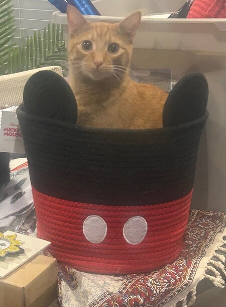 Entry image for Willow. Clicking this image will show a larger photo