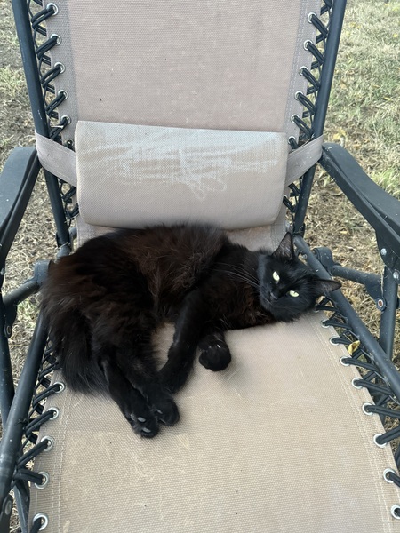 Entry image for Nova. Clicking this image will show a larger photo