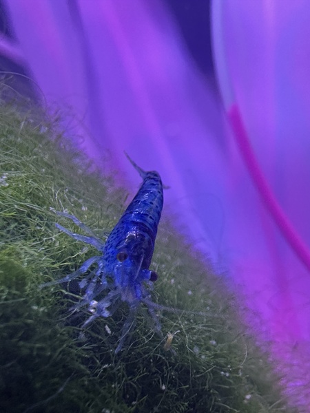 Entry image for Bluey & ED. Clicking this image will show a larger photo