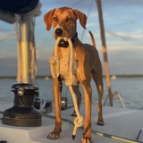Entry image for Bailey Boy