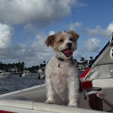 Entry image for Ollie