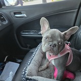 Entry image for Daisy