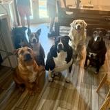 Entry image for Ezzie, Rudy, Remi, Sailor, Jersey, & Bourbon
