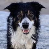 Entry image for Darcy