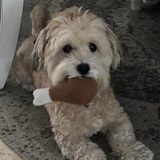 Entry image for Alfie