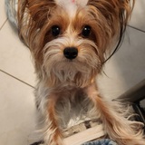 Entry image for PIPER
