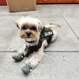Entry image for Smokey