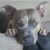 Entry image for Sami