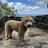 Entry image for Bentley