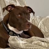 Entry image for Nessy