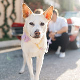 Entry image for Nala