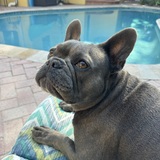 Entry image for Dozer 